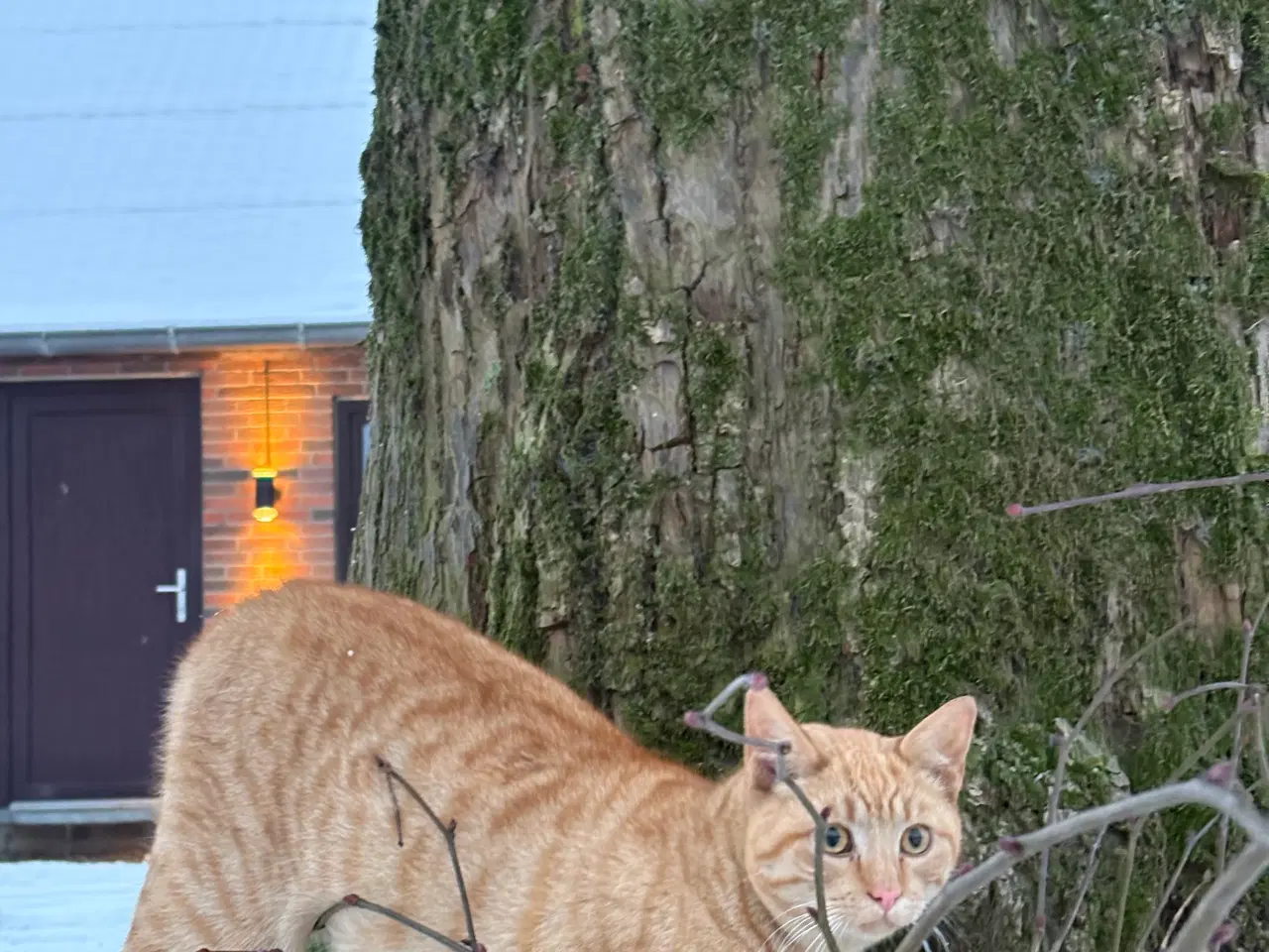 Billede 4 - 2 søde og glade udekatte