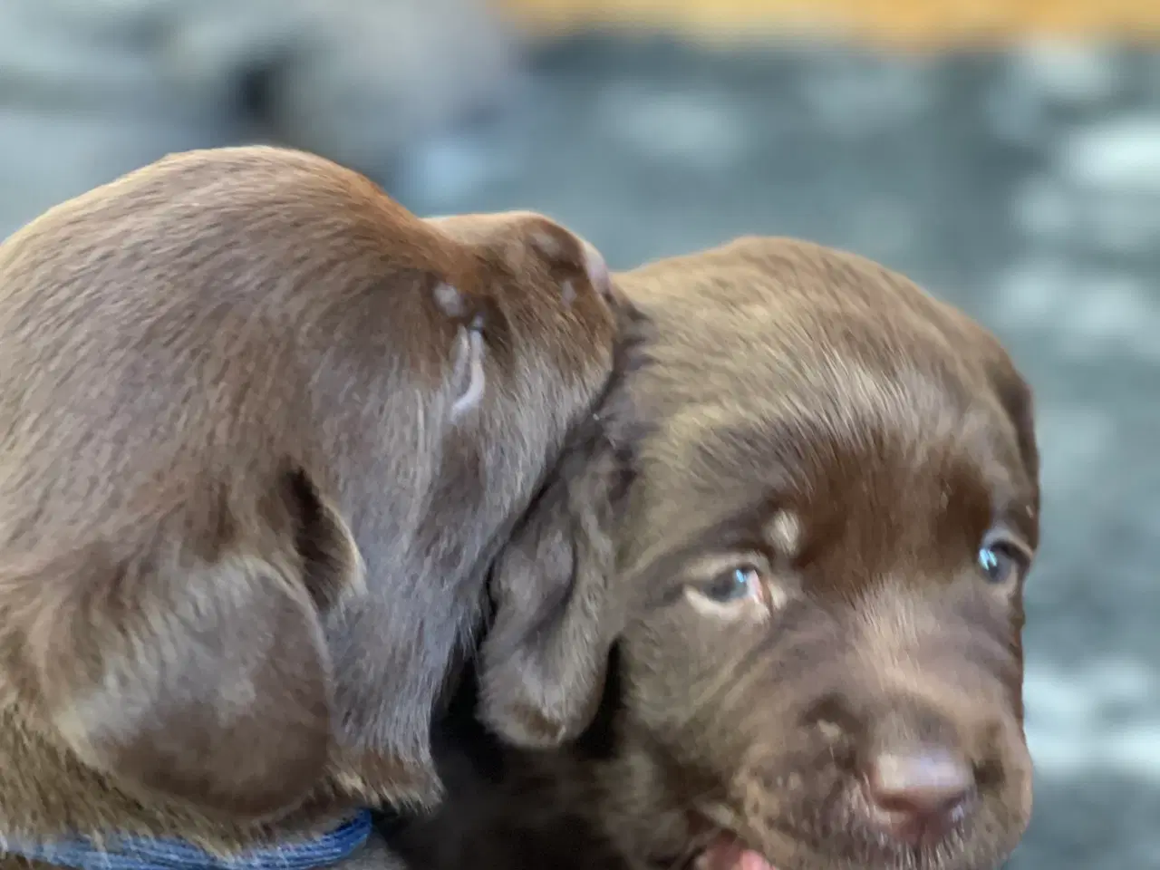 Billede 3 - Brune labrador hvalpe