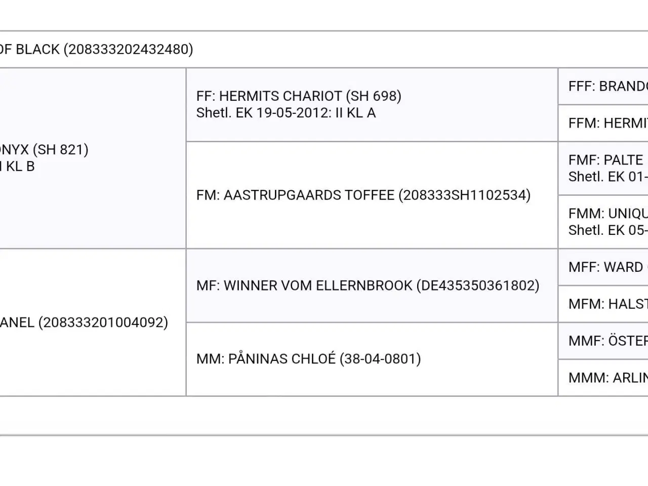 Billede 13 - Shetlænder hingst. Muligvis begge. 