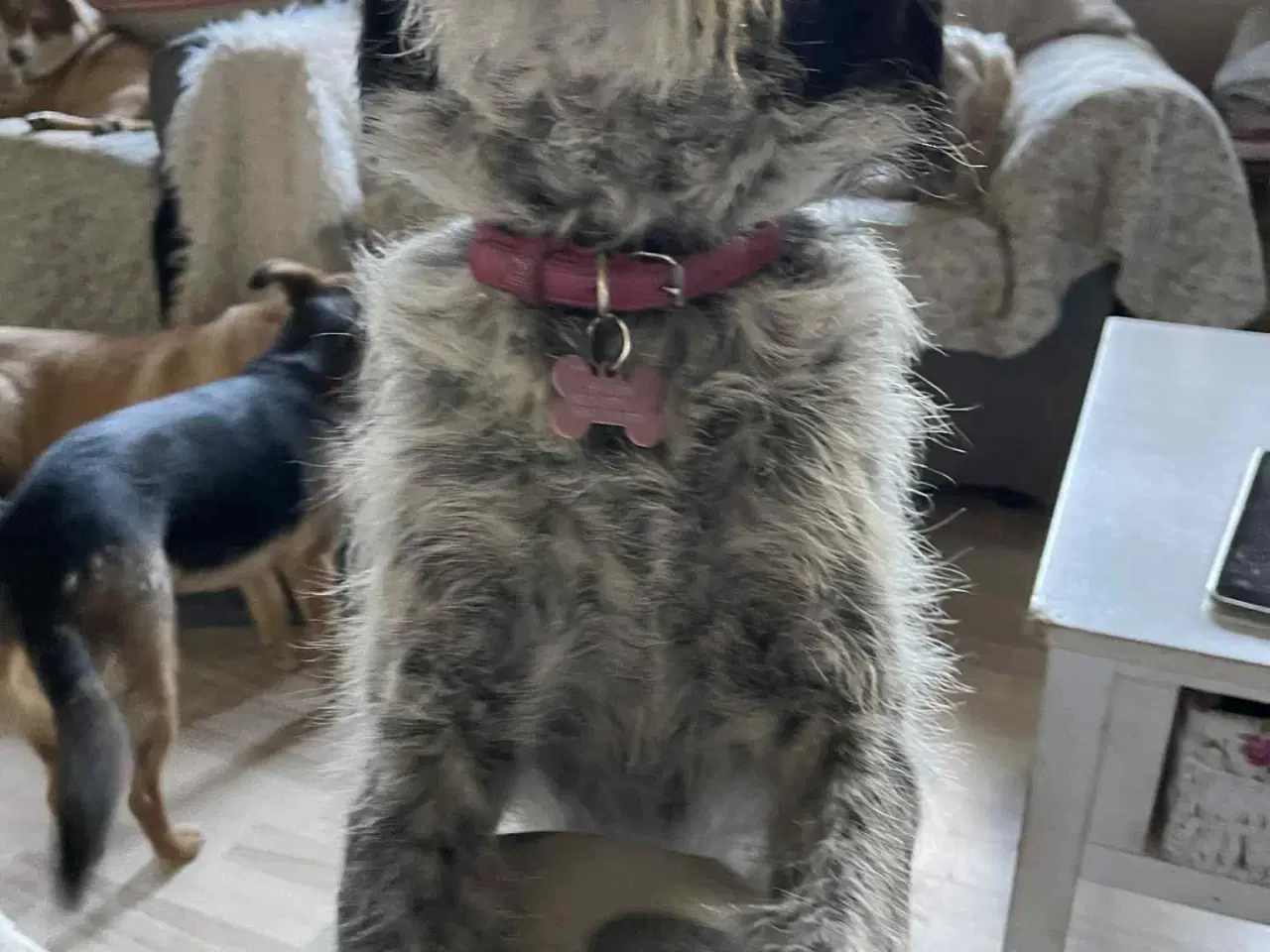 Billede 6 - Skønne Tara 4ever familie 🩷