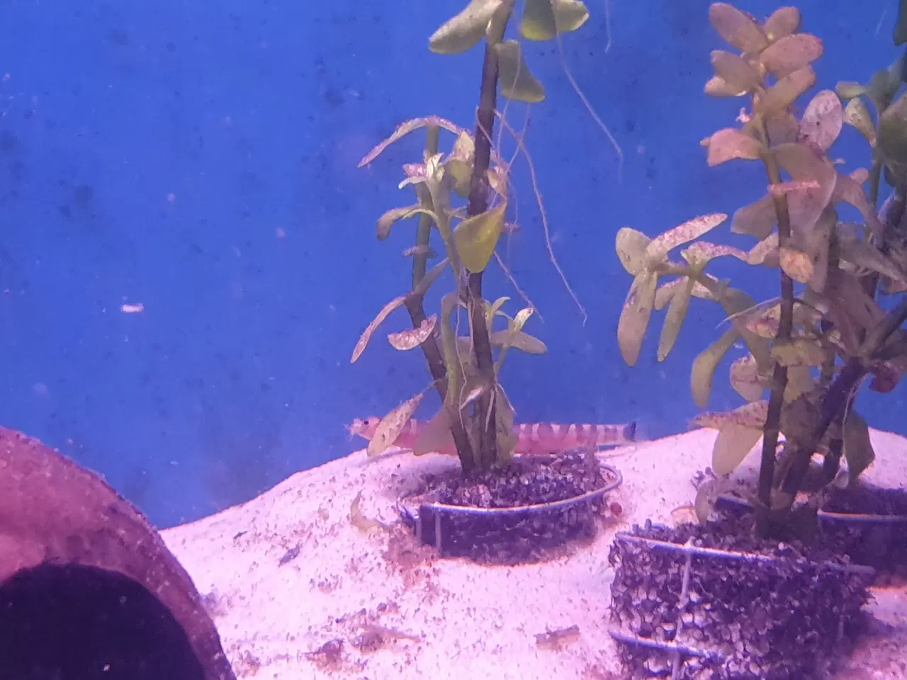 Billede 13 - KUHLI ÅL