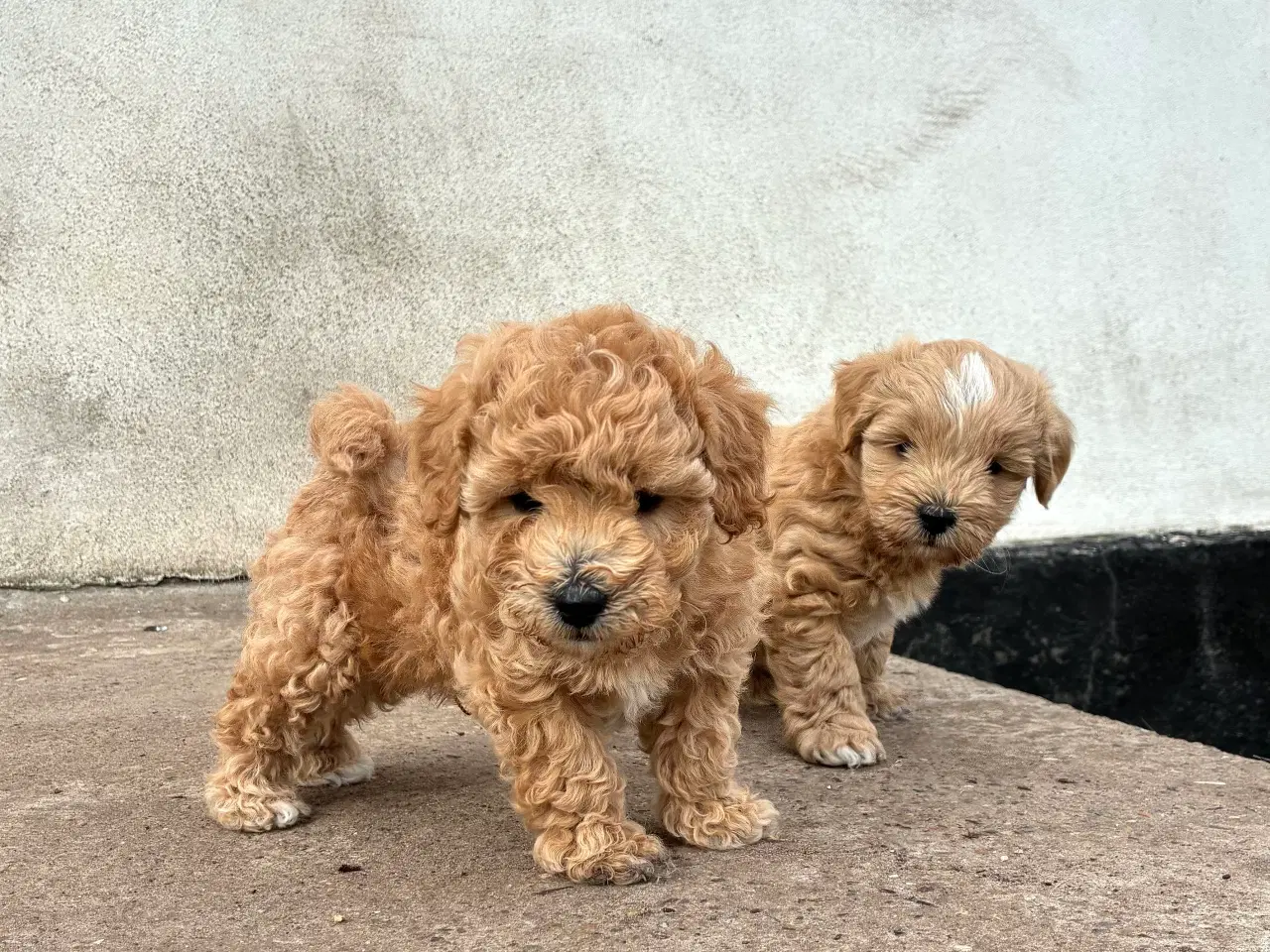 Billede 5 - doodle / cotonpoo / pooton  hvalpe  