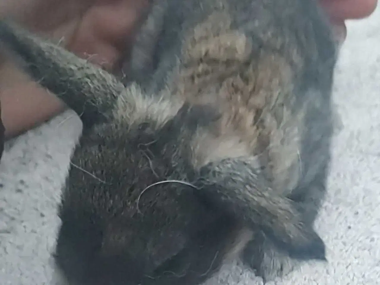 Billede 5 - Søde kaninunger sælges