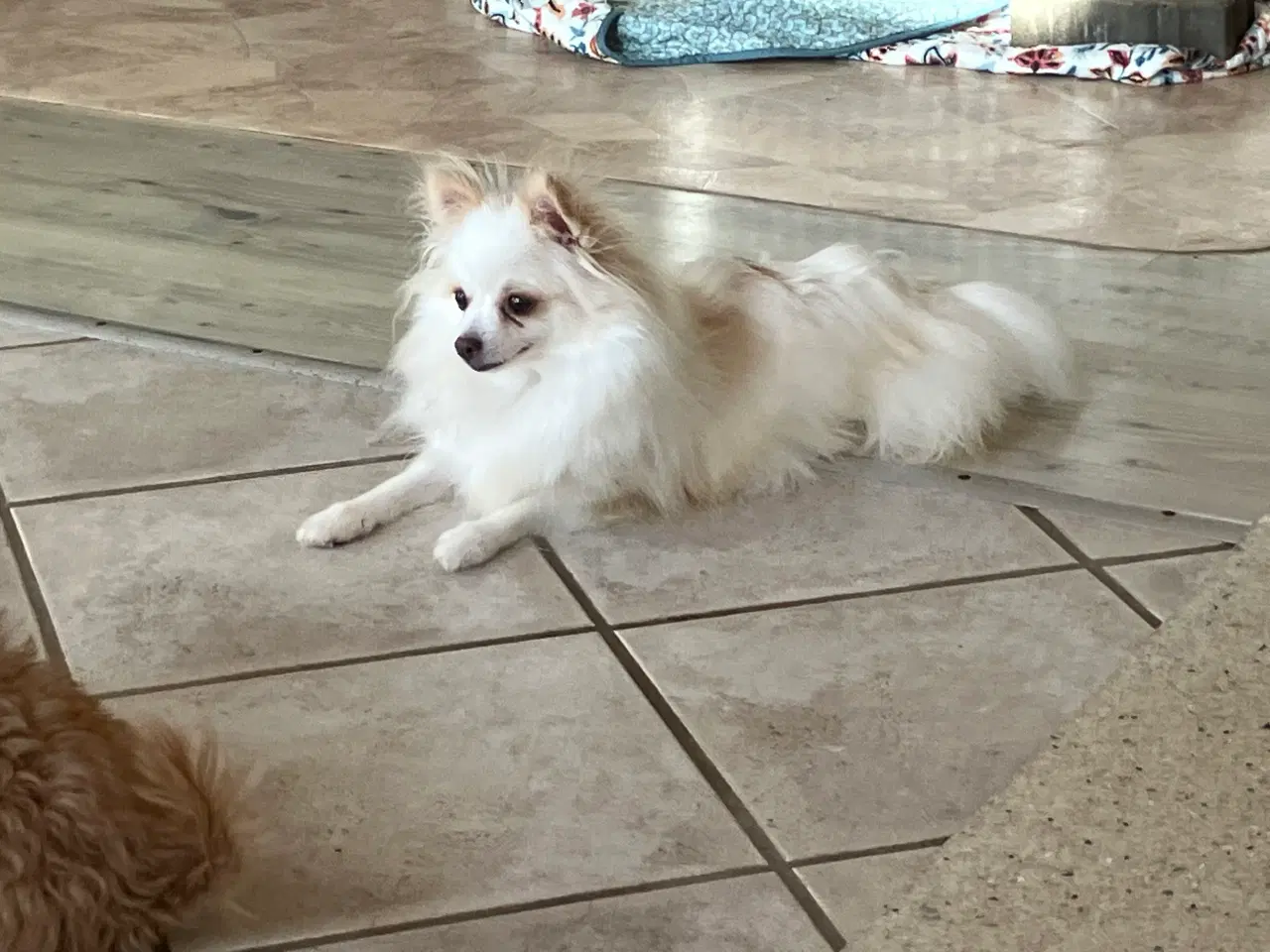 Billede 5 - Tæve. Pomeranian /chihua