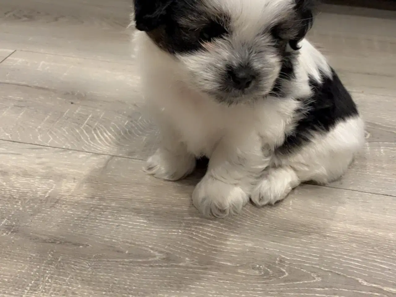 Billede 6 - Små maltipoo klar til kærlghed