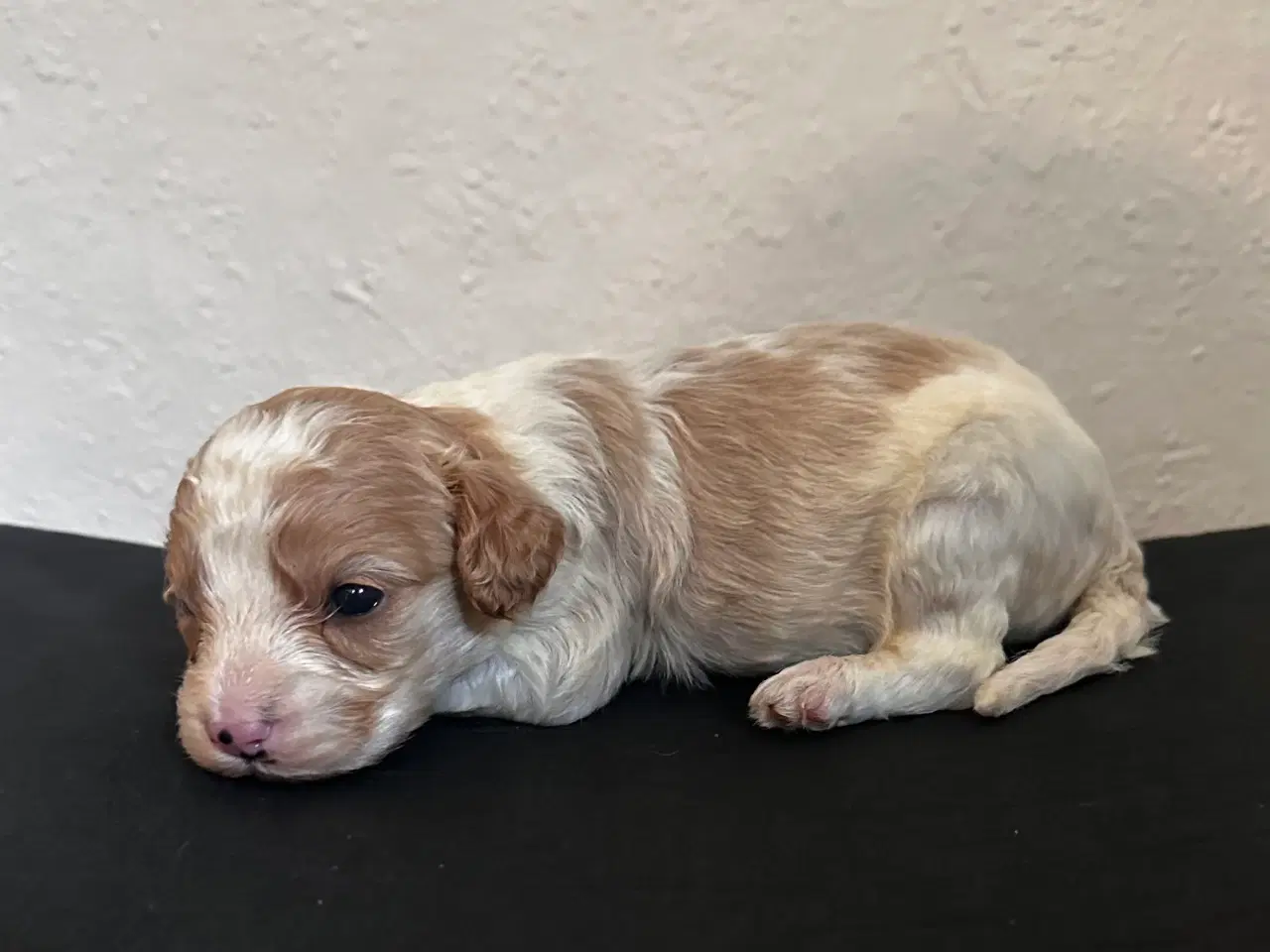 Billede 1 - Cavapoo