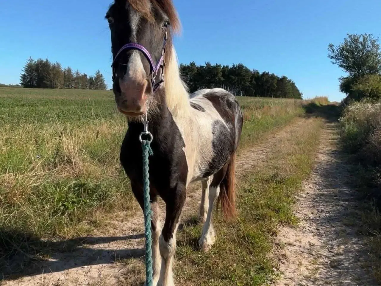 Billede 1 - OPLAGT BØRNEPONY ELLER RIDESKOLE EMNE!⭐⭐