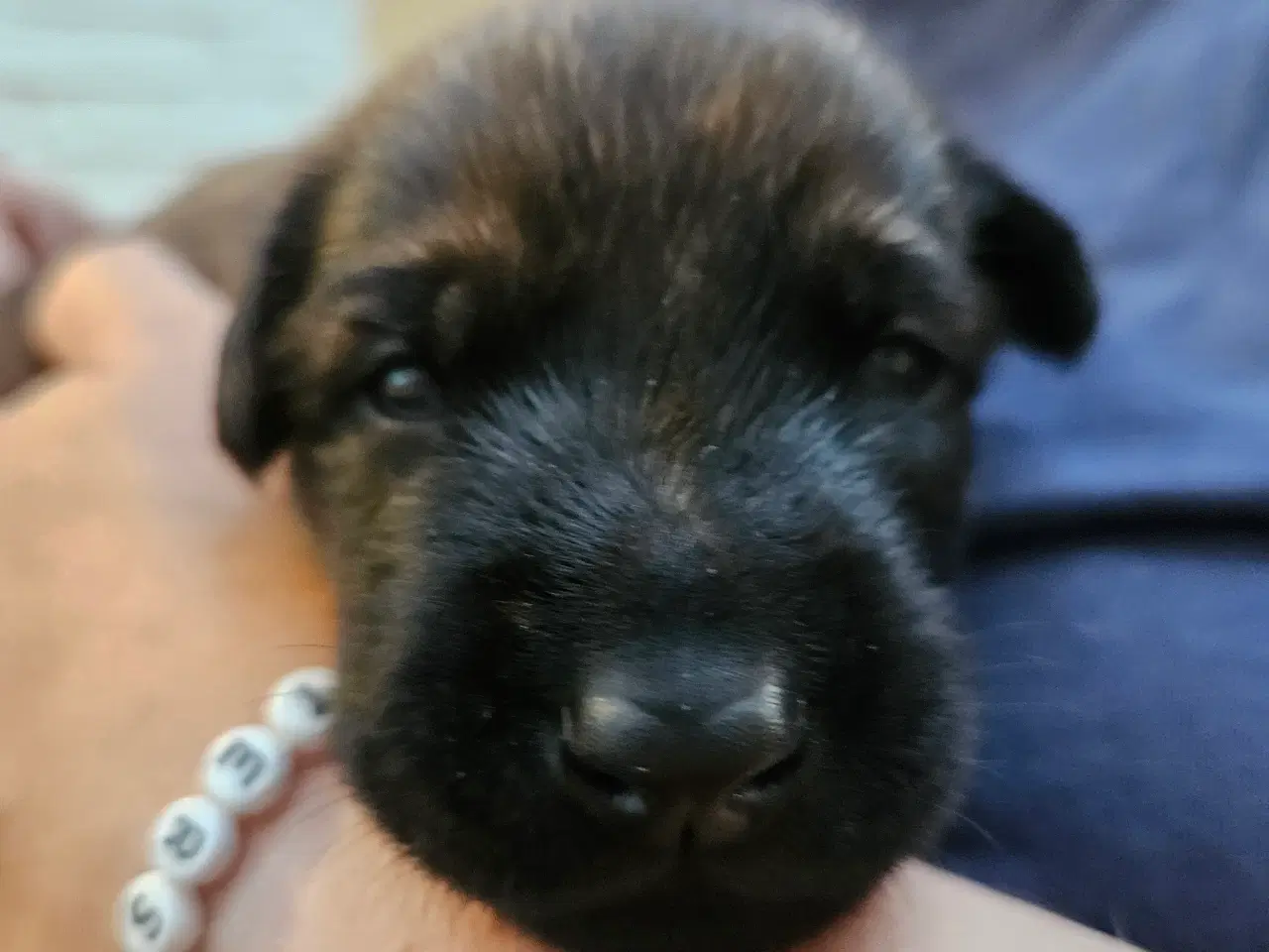 Billede 2 - Belgisk Malinois - Hvalpe - med stamtavle