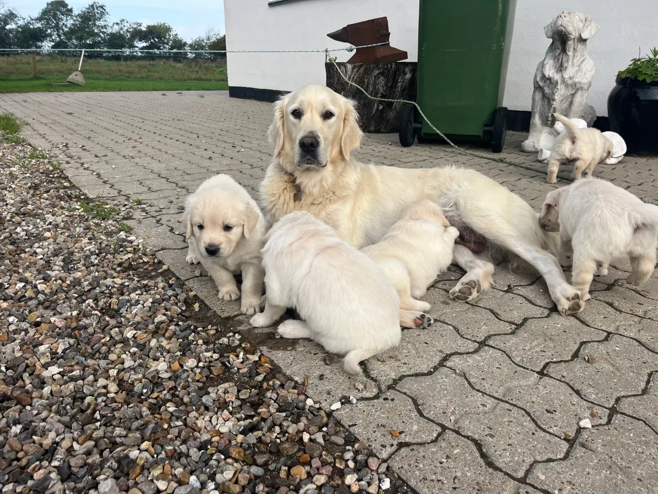 Billede 3 - Golden Retriever hvalpe