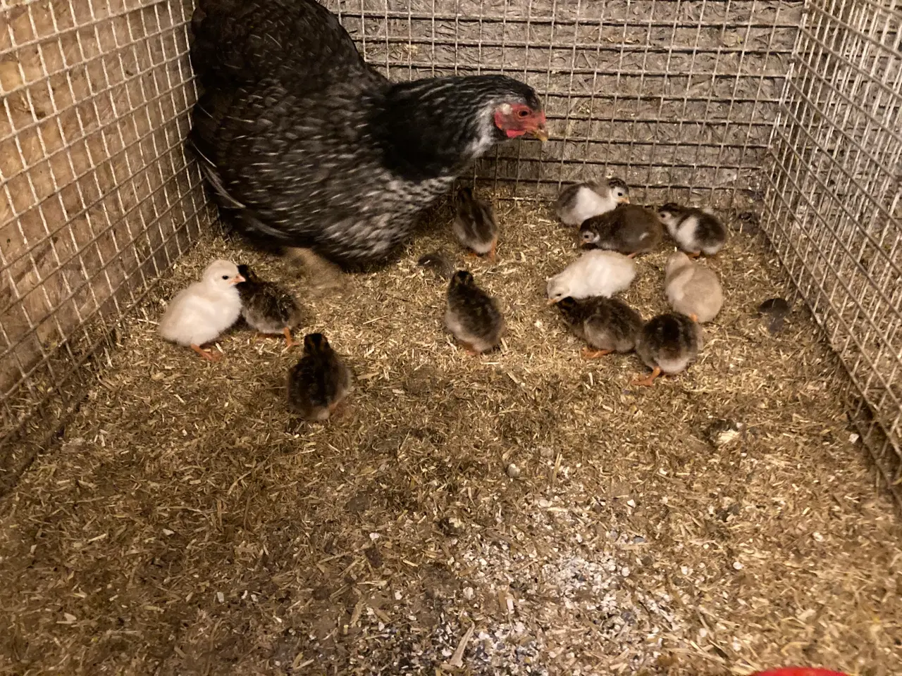 Billede 5 - 1.1 perlehøns i flere farver årgang 2024 og 2025
