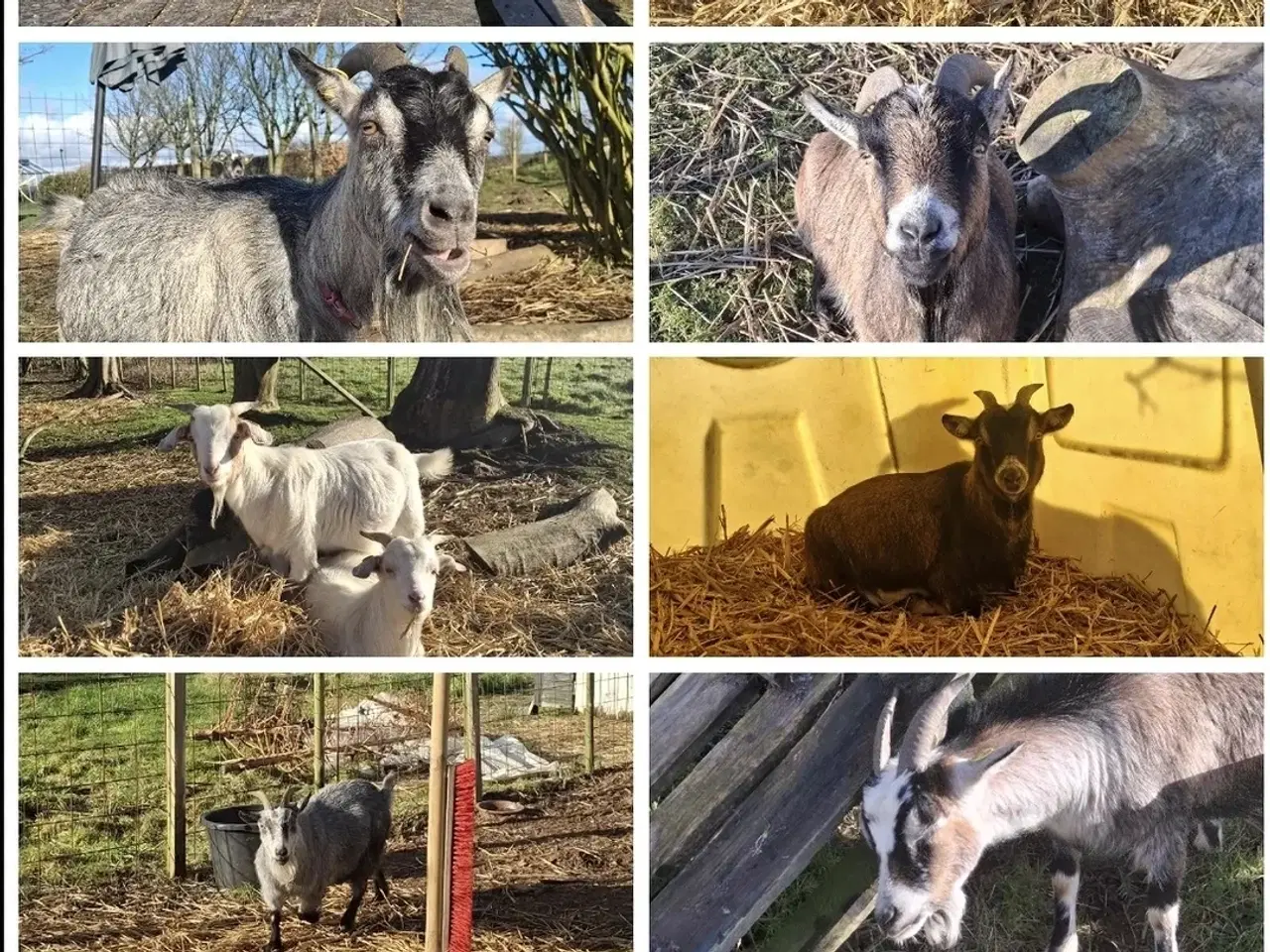 Billede 1 - 11 søde geder søger nyt hjem