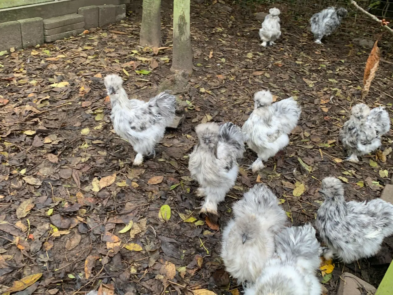 Billede 1 - HANER: silkehøns, Dværg Faverolles, Olivenlægger