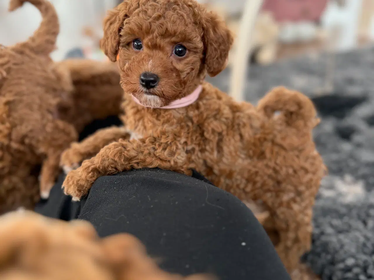 Billede 4 - Maltipoo pige