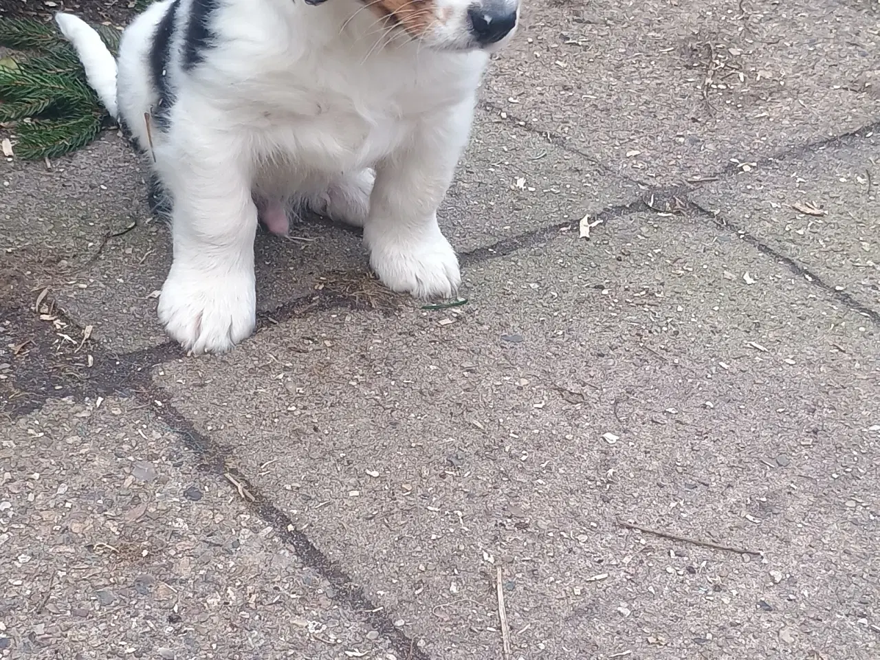 Billede 15 - Berner Sennen/Cocker Spaniel/Isl. Fårehund 