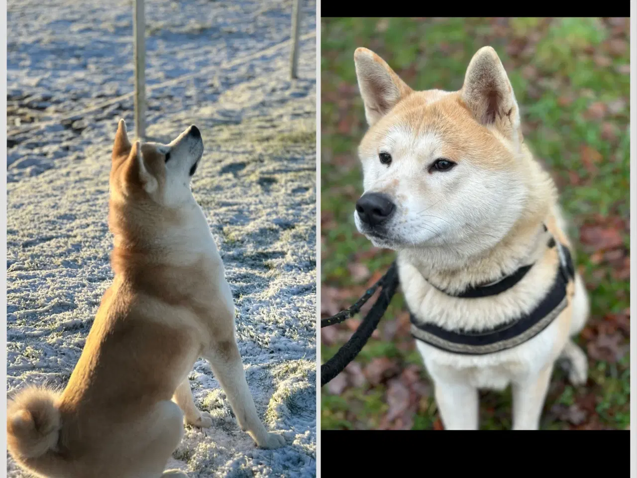 Billede 1 - 🐾Akita inu hvalpe kommende kuld 🐾