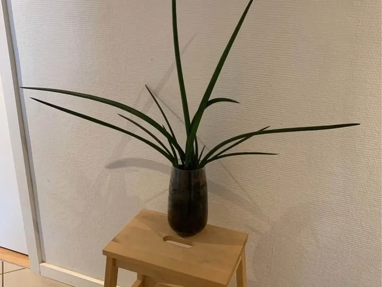 Billede 1 - Bajonetplante