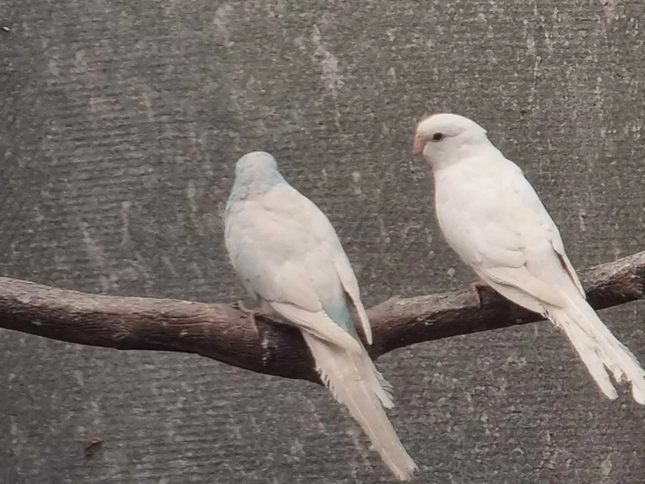 Billede 2 - Sangparakitter