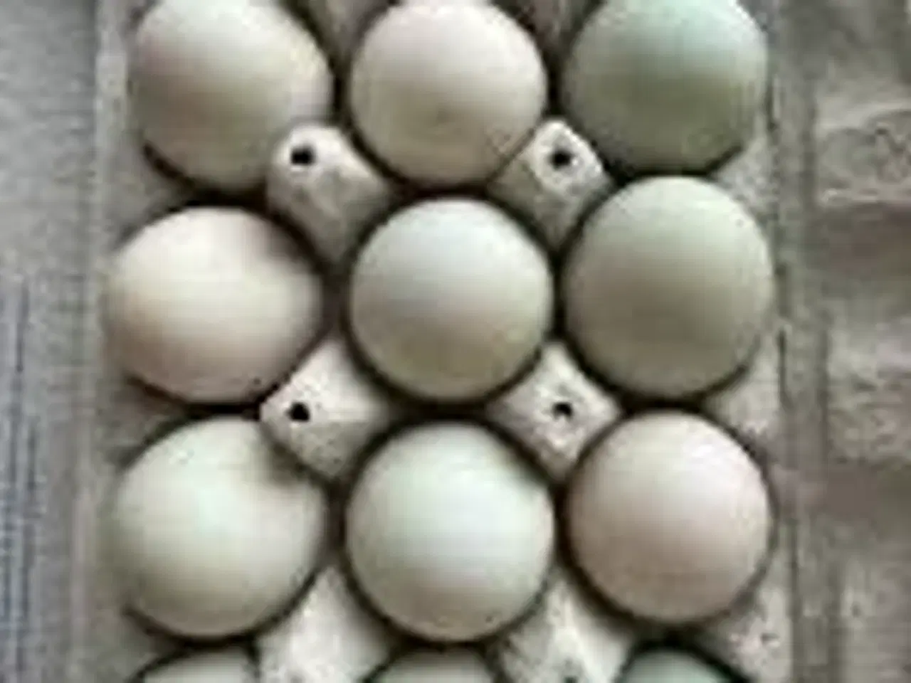 Billede 1 - Rugeæg løbeænder