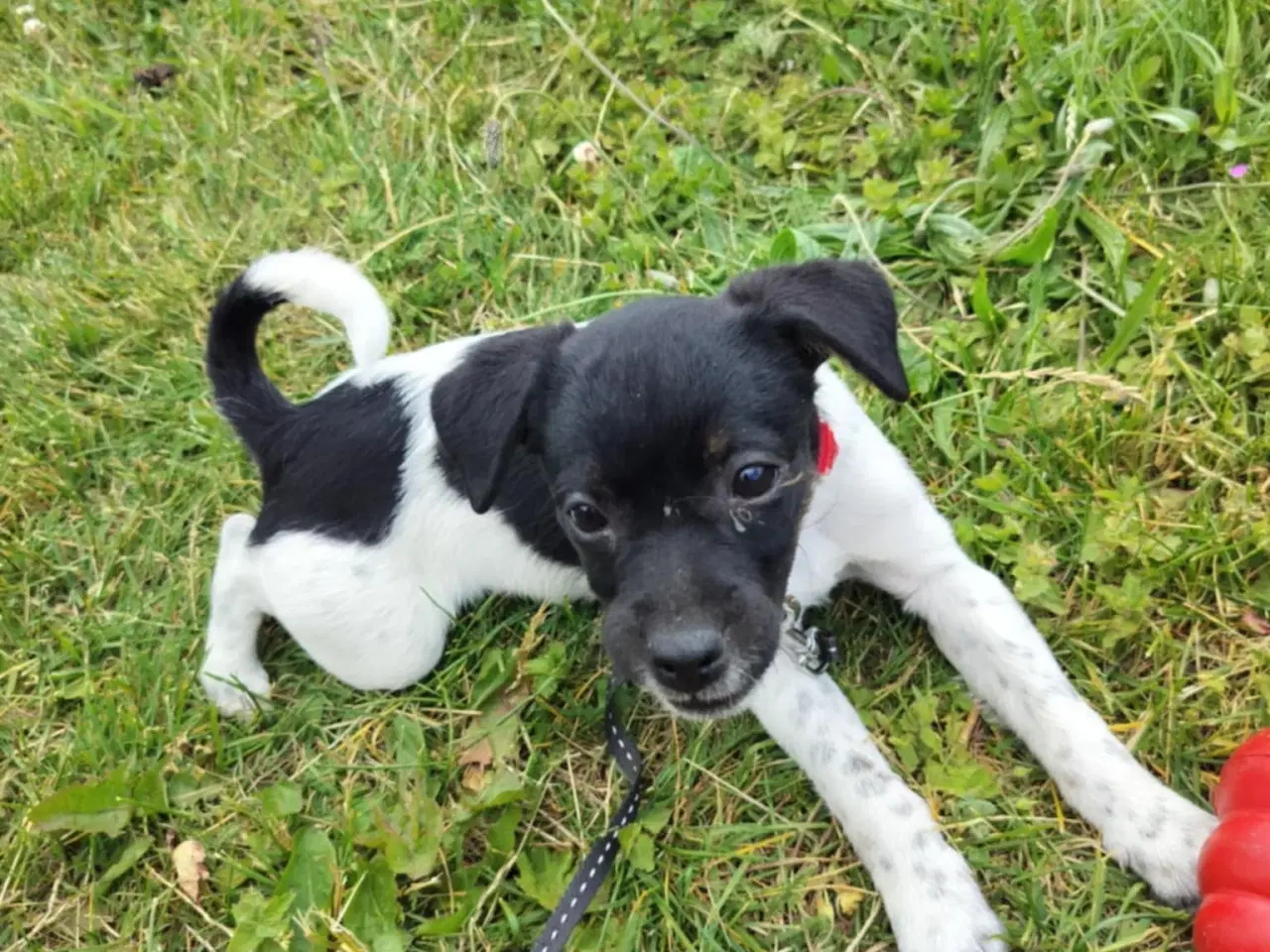 Billede 6 - Dansk svensk gårdhund 