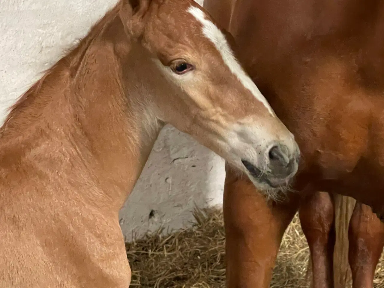 Billede 3 - Super lækker og charmerende føl (kan afdrages)