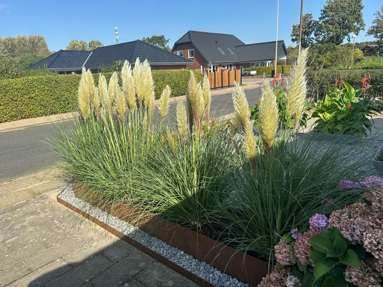 Billede 4 - Pampas græs spids/top