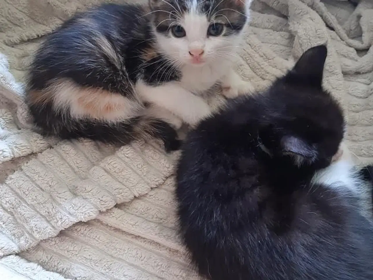 Billede 2 - Skønne killinger m Maine Coon