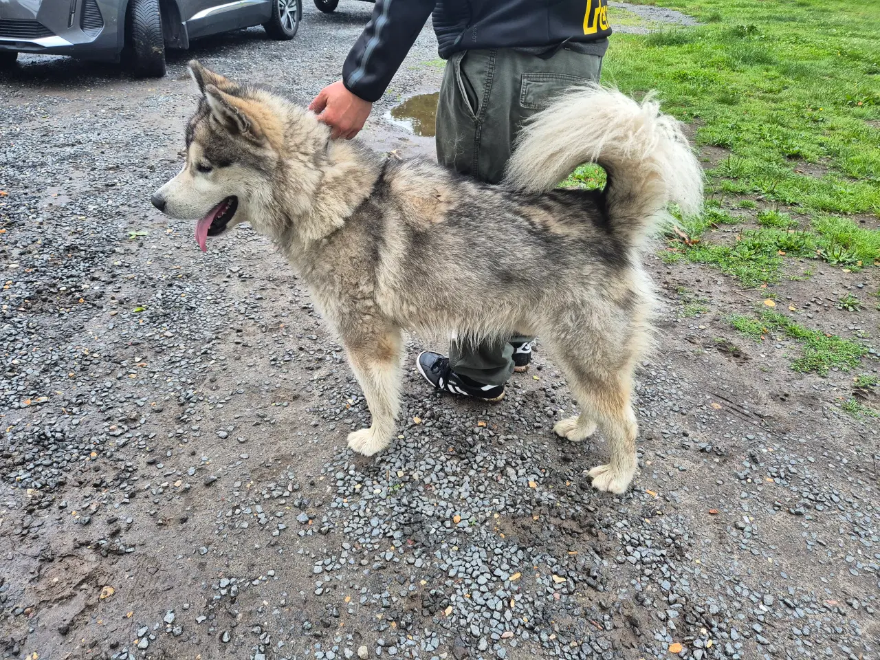 Billede 12 - Blanding hunde hvalpe 