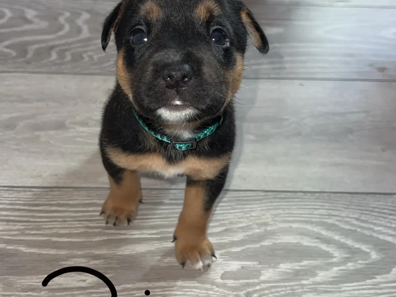 Billede 7 - Blandings hvalpe