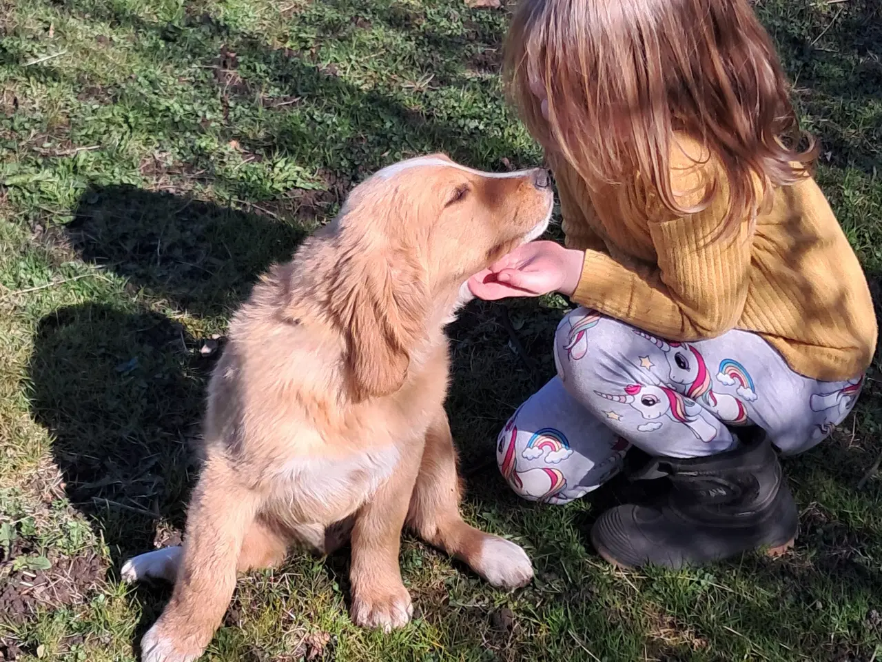 Billede 3 - 2 lækre golden retriever blandinger