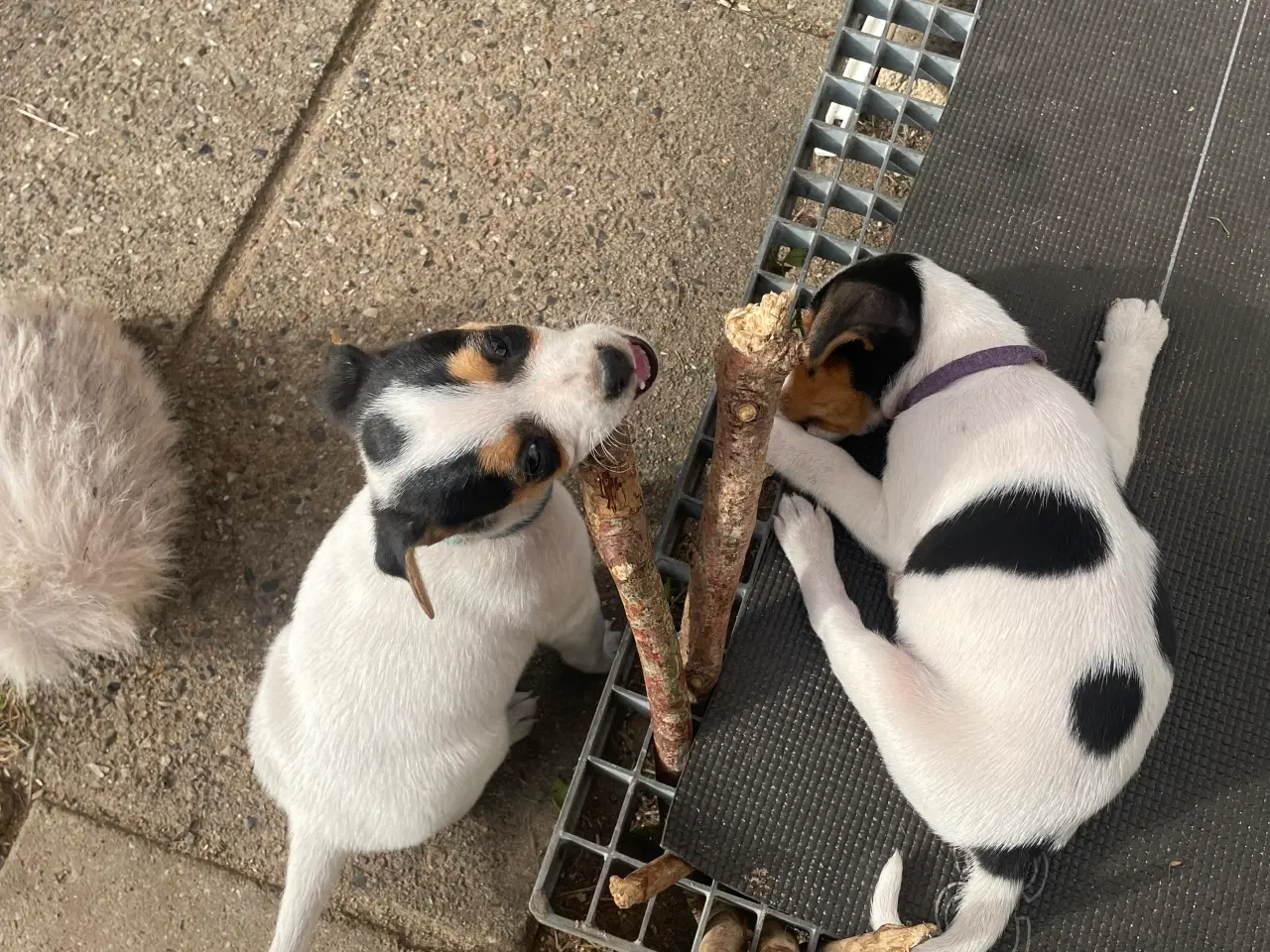 Billede 4 - Odense 3 DSG hanhunde hvalpe 7uger