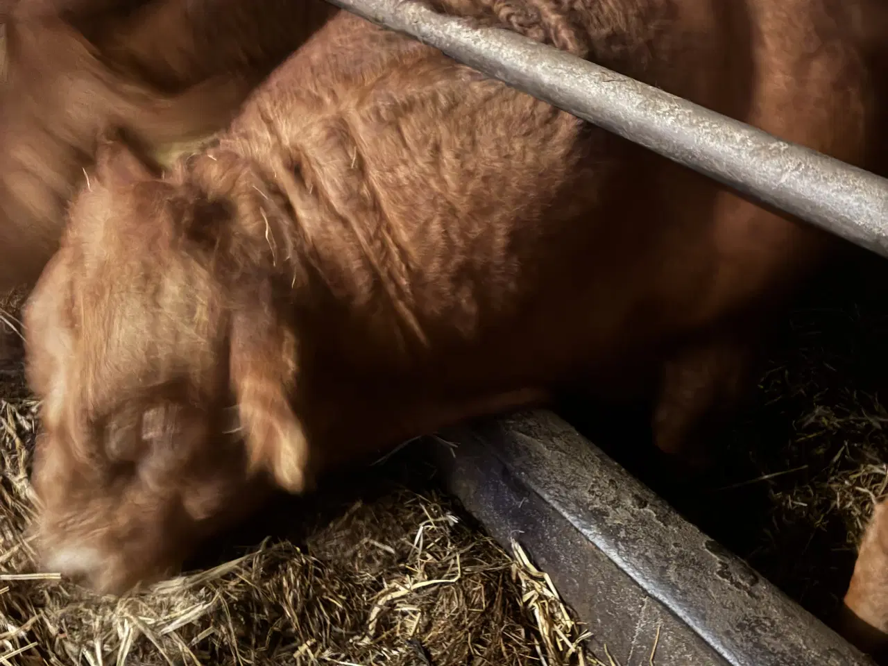 Billede 3 - Limousine tyr