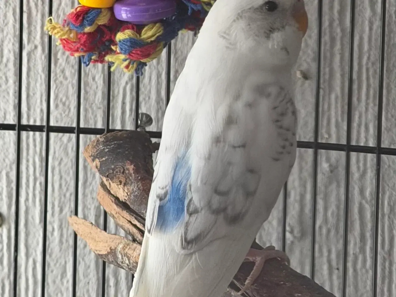 Billede 10 - Australske undulater 