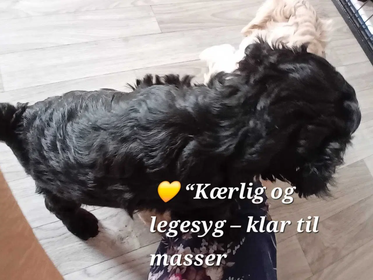 Billede 9 - Cavapoo f1b 