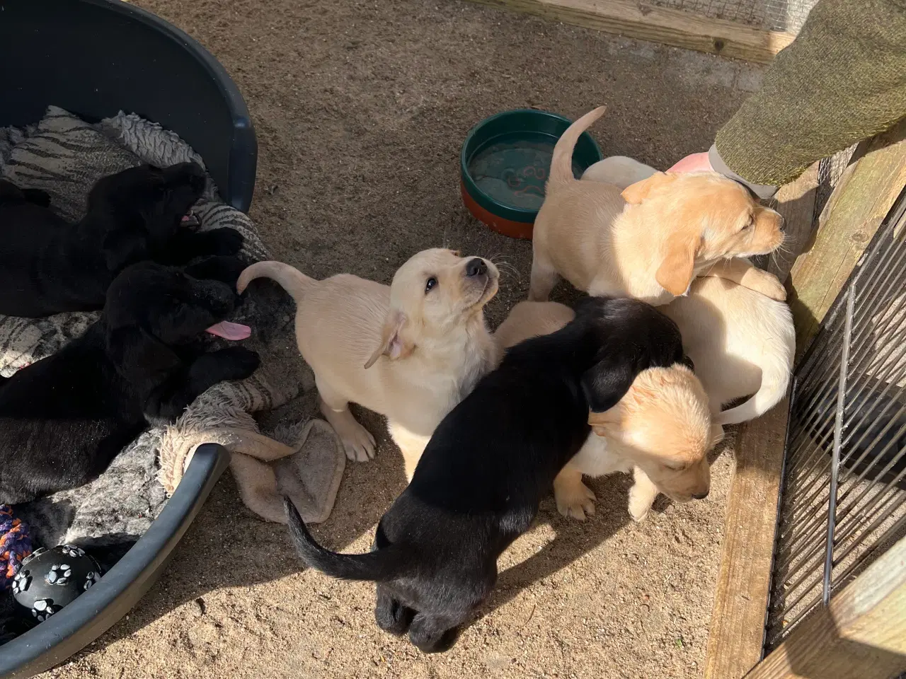 Billede 3 - Labrador Formel 1 hvalpe