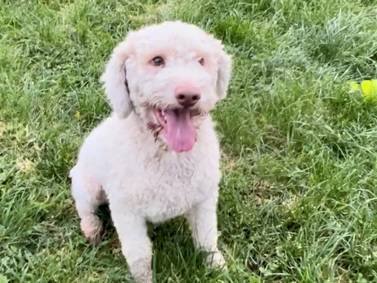 Billede 5 - Lagotto Romagnolo han sælges