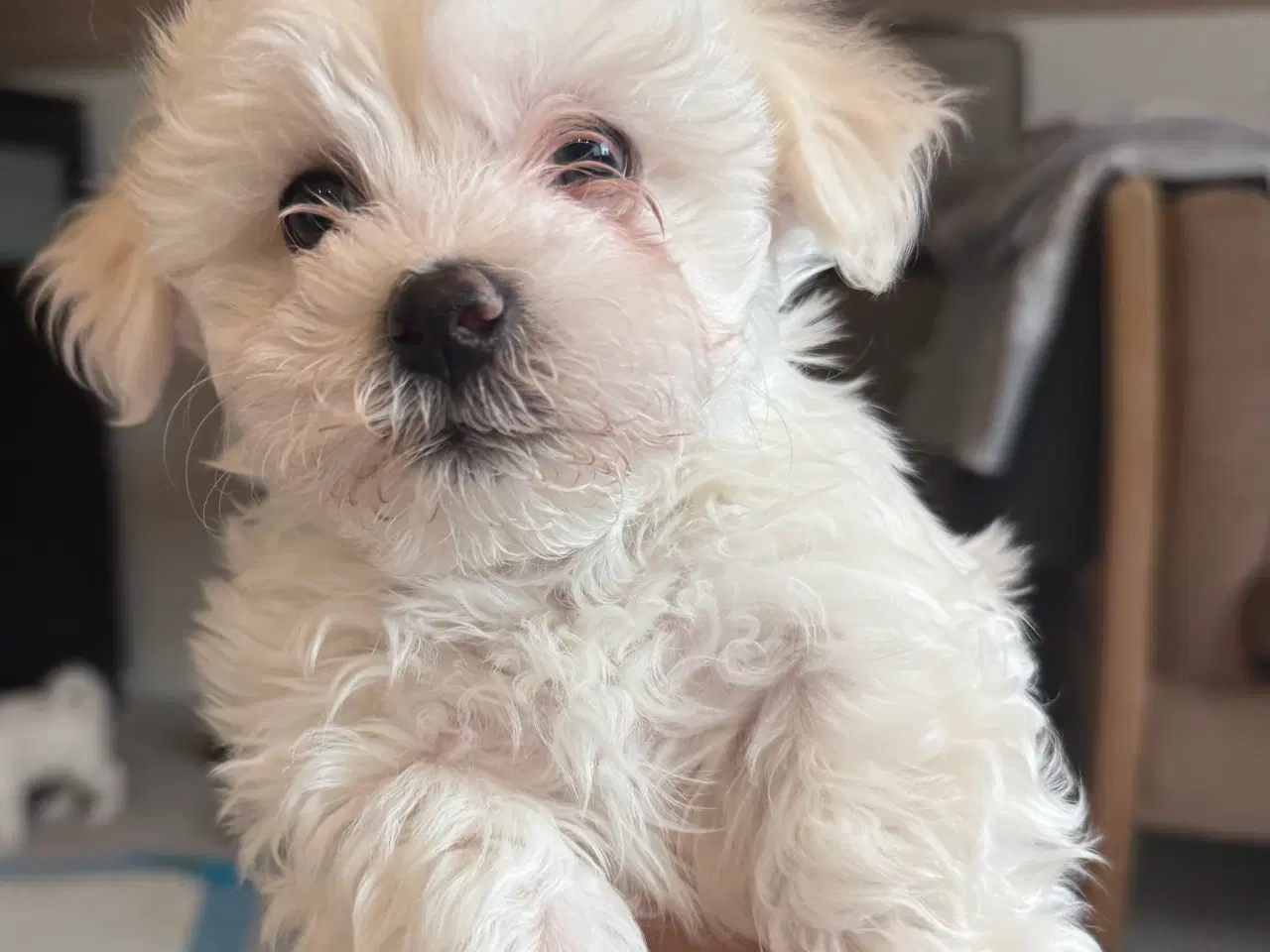 Billede 1 - Tre hvalpe Maltese 2 måned