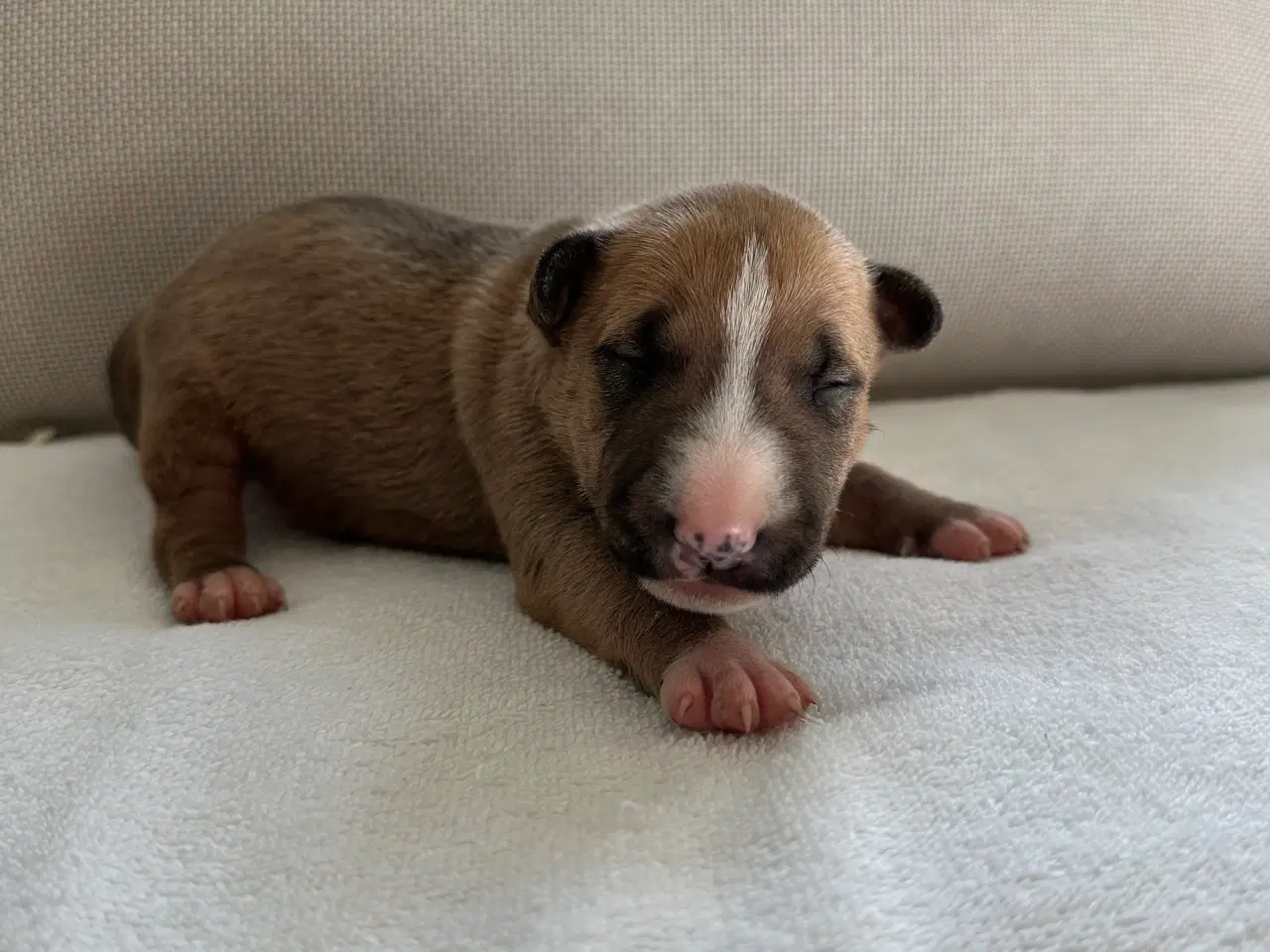 Billede 3 - Miniature Bullterrier hvalpe