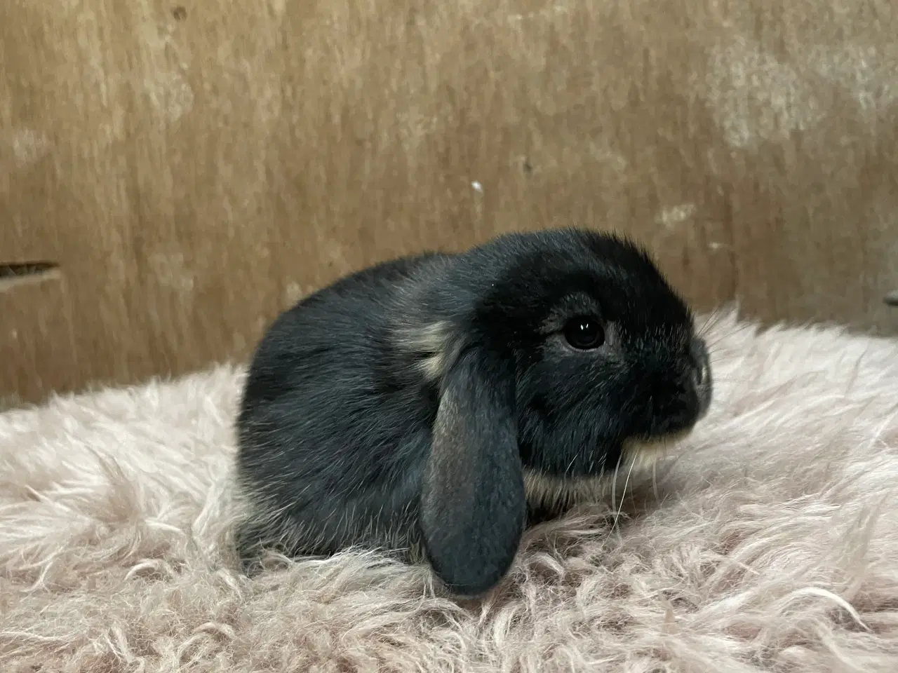 Billede 7 - Minilop unge klar 20/2 (dreng)