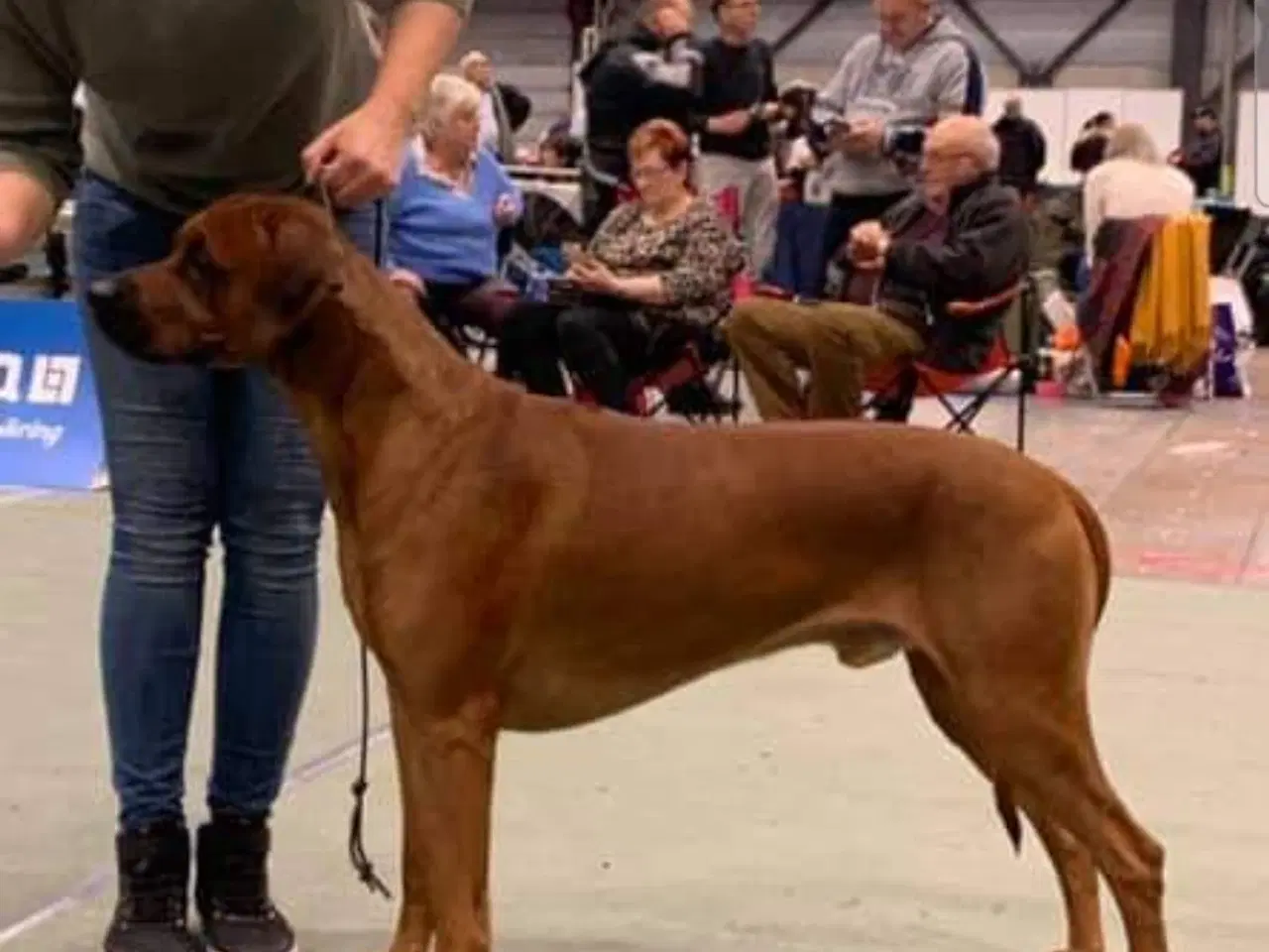 Billede 6 - Rhodesian Ridgeback hvalpe 