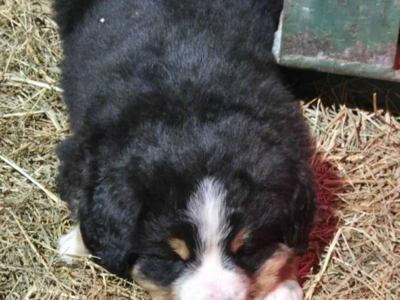 Billede 2 - Dejlige Berner Sennen bamser 