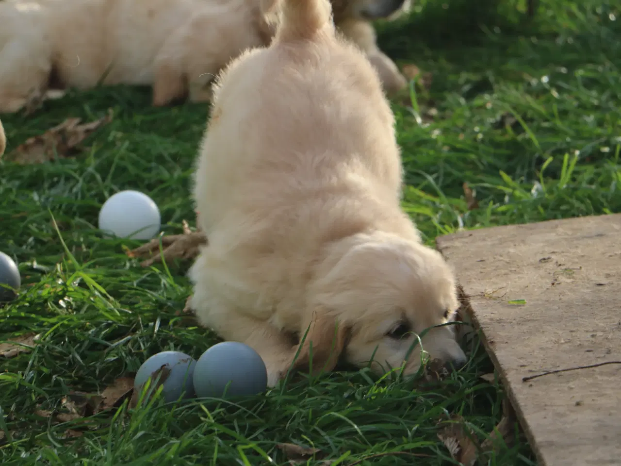 Billede 17 - Verdens smukkeste Golden Retriever er nu til salg!