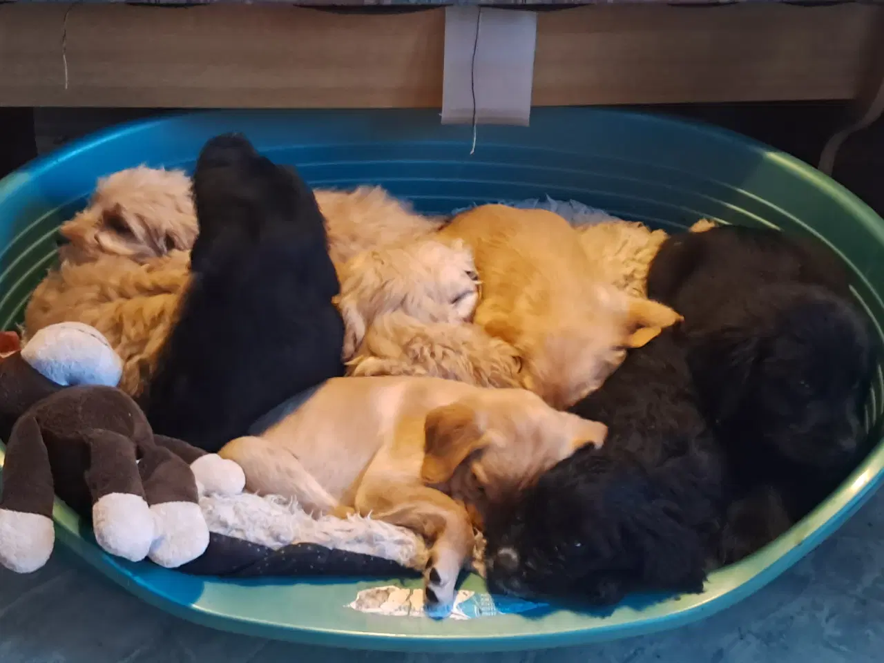 Billede 12 - De sødeste skønneste blandingshvalpe