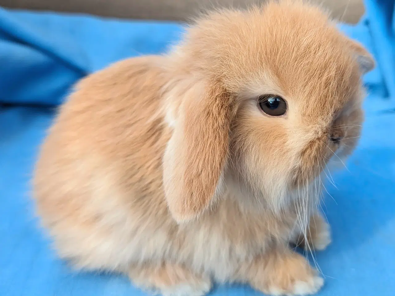 Billede 2 - Minilop kaninunge sælges