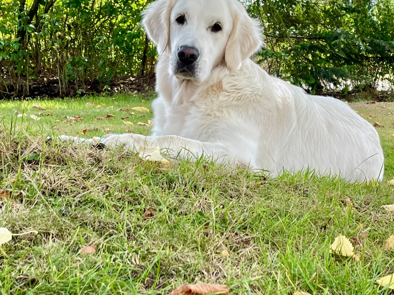 Billede 7 - GOLDEN RETRIEVER HVALPE, Dansk Kennel Klub Stambog