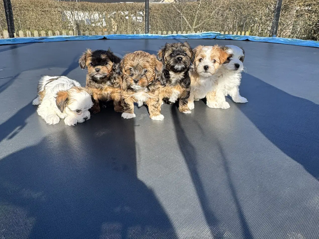 Billede 13 - Bichon havanaiser hvalpe med stamtavle 