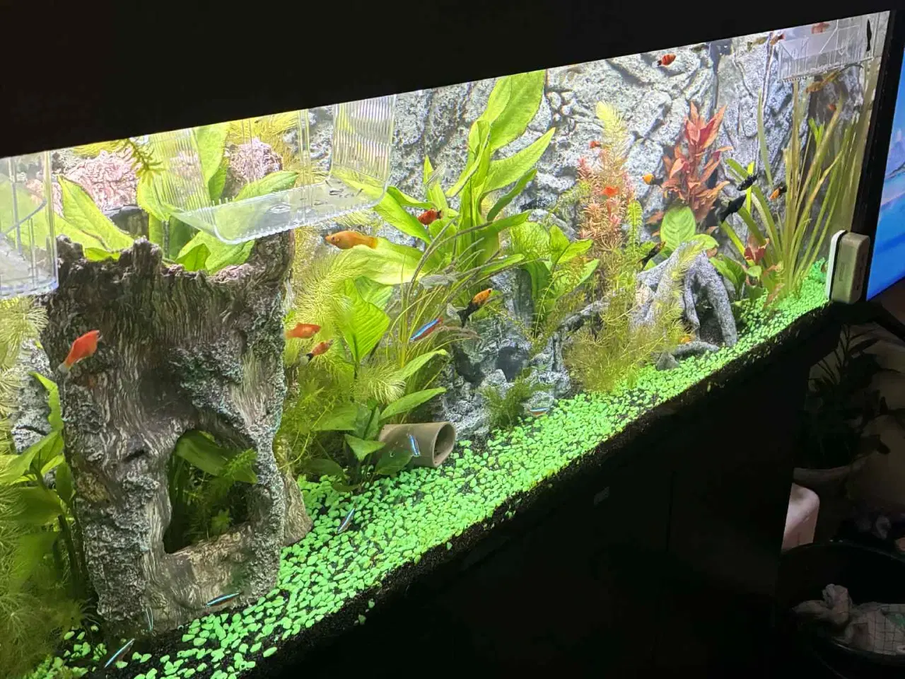 Billede 5 - 250 l Juwel akvarie + underskab 