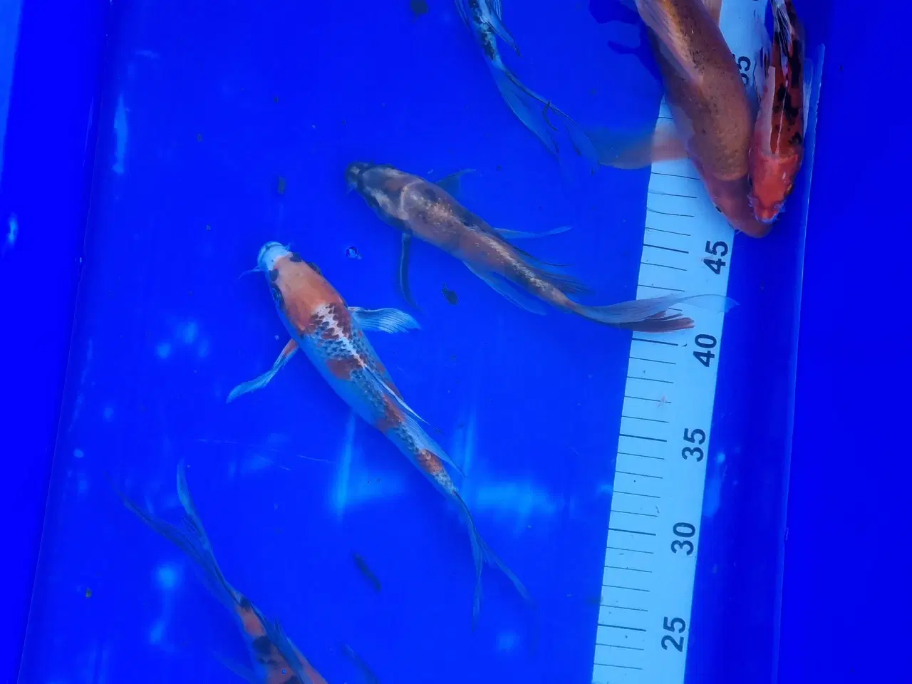 Billede 2 - Butterfly koi 