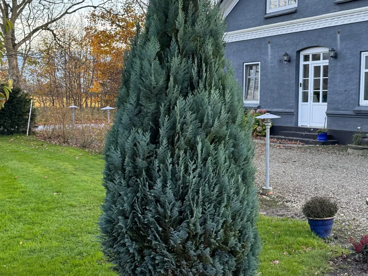 Billede 6 - SMUK STOR SMARAGDTHUJA 250 CM HØJ