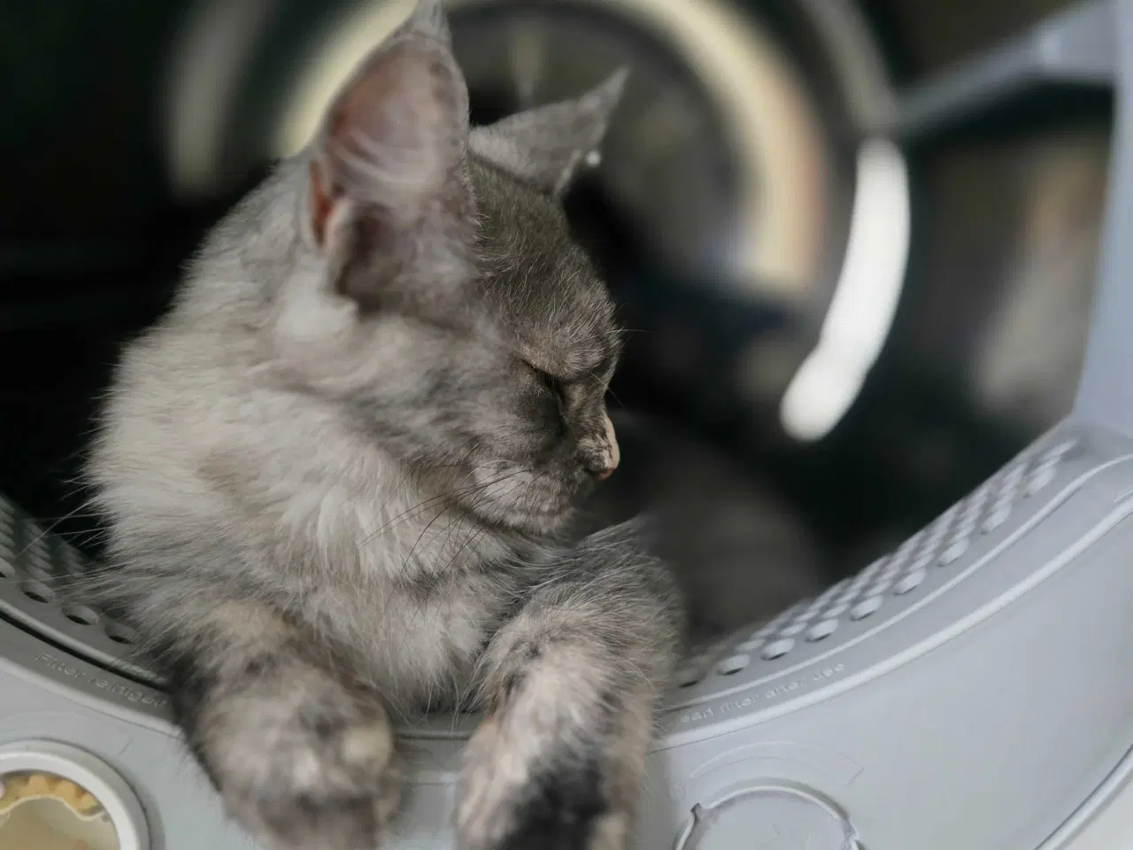 Billede 2 - Maine coon pige