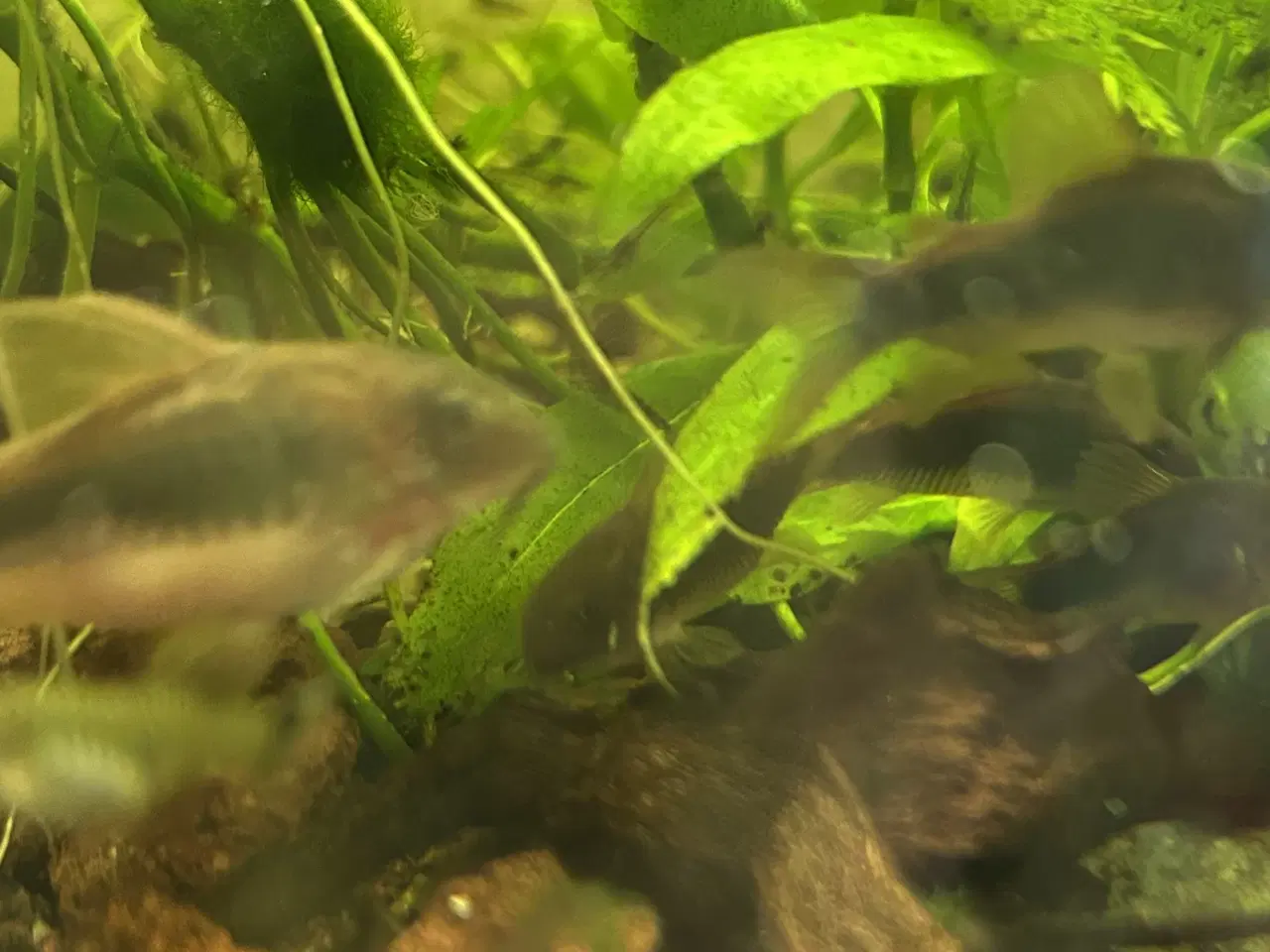 Billede 5 - 🐟 Kobber pansermaller 2-3 cm | Afhentes Viby J